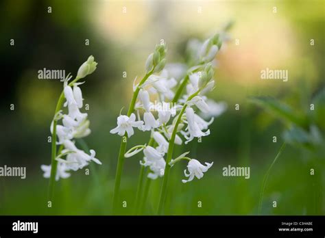 White Spanish Bluebells - Hyacinthoides hispanica flowers Stock Photo - Alamy