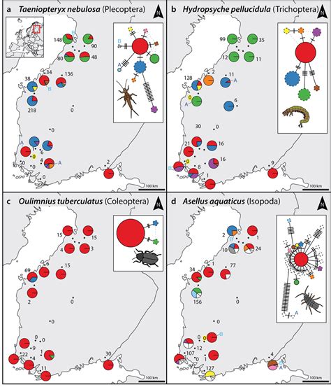 Haplotype maps and networks extracted from multi-species community... | Download Scientific Diagram