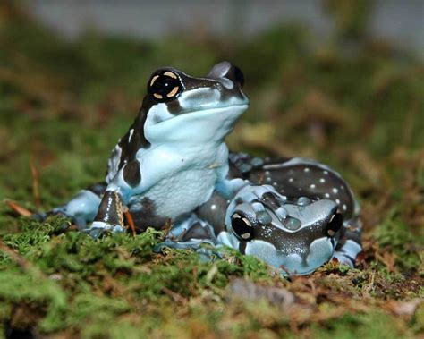 Frog Facts | Black Hills Attractions | Reptile Gardens | Reptile Gardens