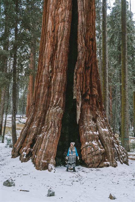 Everything You Need to Know Before Visiting Sequoia National Park in Winter - Live Like It's the ...