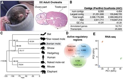 An Overview of a Mole's Internal Anatomy