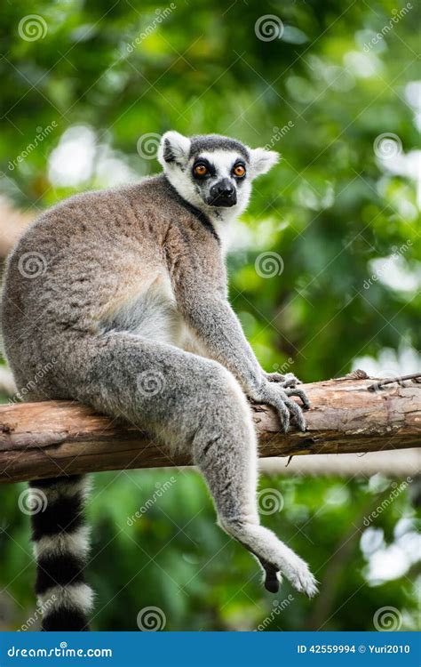 Ring-tailed Lemur (lemur Catta) Stock Photo - Image of tailed ...