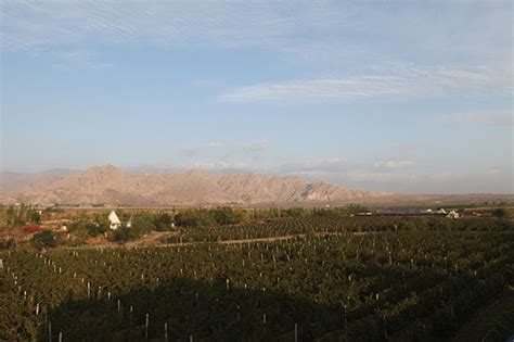 A guide to Chinese wine regions, Chinese vineyard | Decanter China 醇鉴中国