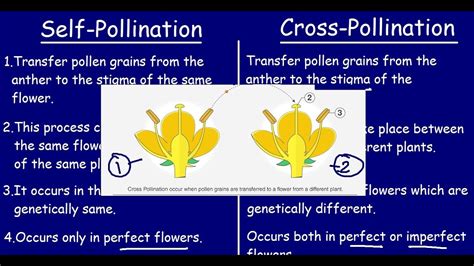 Self Pollination Examples