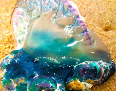 Carabela Portuguesa / Portuguese Man O' War | Behance