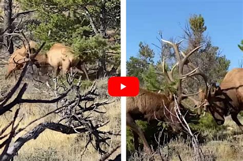 Bowhunters Witness Epic, Knock-Down, Drag Out Elk Fight