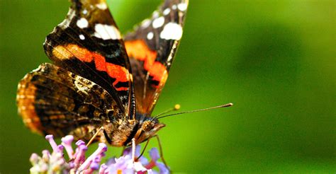 Rare Butterfly Populations Skyrocket in the UK | DSCOVRD | Discovery Blog | Discovery