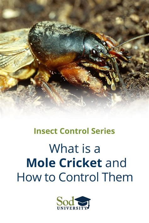 What is a mole cricket and how to control them – Artofit