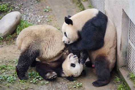 Pandas Have More Babies if They Can Pick Their Mates