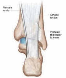 The role of the plantaris tendon in Achilles pain. | Pure Physio