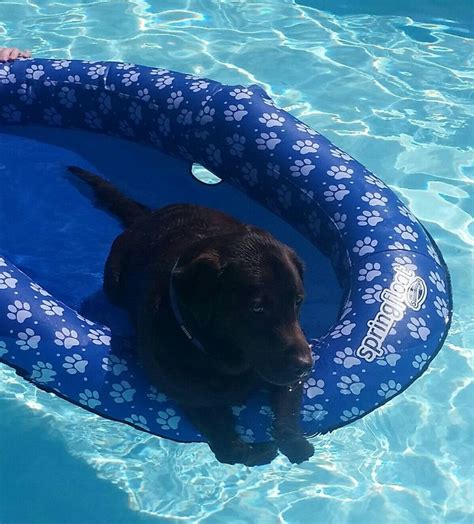 My baby enjoying his new floaty. | Cute animals, Animals, Floaties