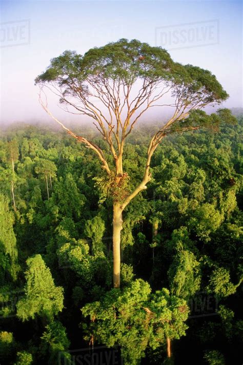 Tall tree rising above rainforest canopy, aerial view, Sabah, Borneo - Stock Photo - Dissolve ...