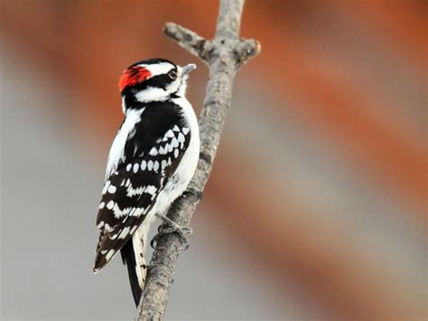 Central Texas Backyard Birds | Travis Audubon