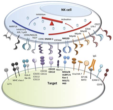 Frontiers | Graft-versus-Leukemia Effect Following Hematopoietic Stem Cell Transplantation for ...