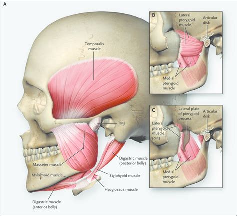 Temporomandibular Joint Muscles