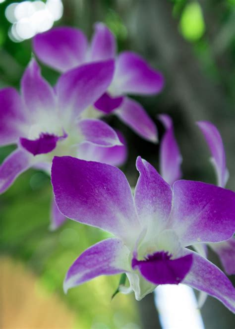 Purple and White Orchids by hal9k on DeviantArt