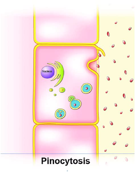 Schematic representation of pinocytosis showing uptake of mannitol... | Download Scientific Diagram