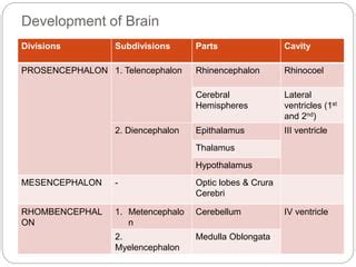 Brain of vertebrates | PPT