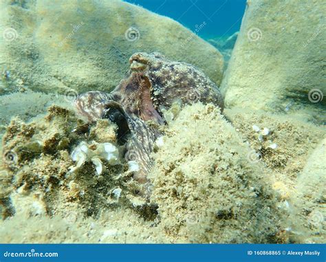 Octopus Vulgaris, Common Octopus Hunting. Stock Image - Image of undersea, snorkeling: 160868865