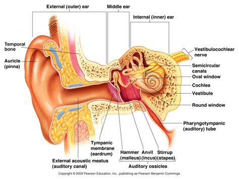 5 Things About Hearing and Balance | Pacific Neuroscience Institute