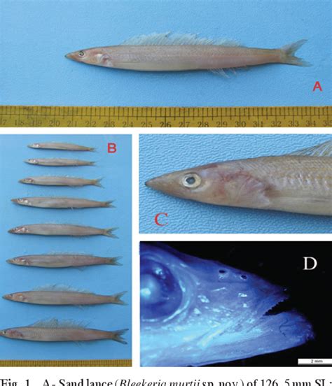 Figure 1 from Description of a new sand lance species, Bleekeria murtii(Perciformes: Ammodytidae ...