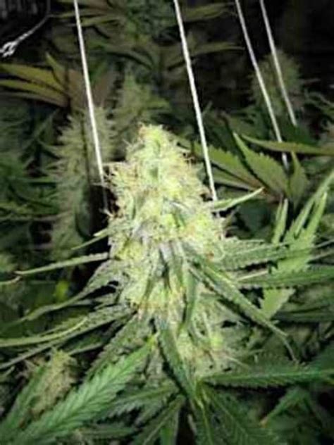 Grapefruit Strain Info / Grapefruit Weed By Linda Seeds - GrowDiaries