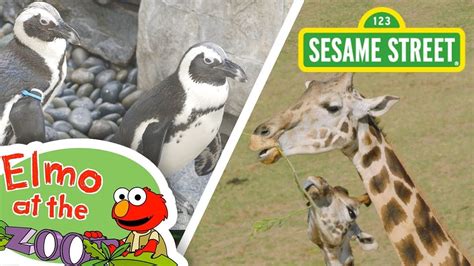 Sesame Street: Learn About Animals with Elmo! | Elmo at the Zoo ...