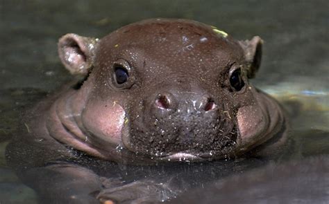 Newborn Hippopotamus