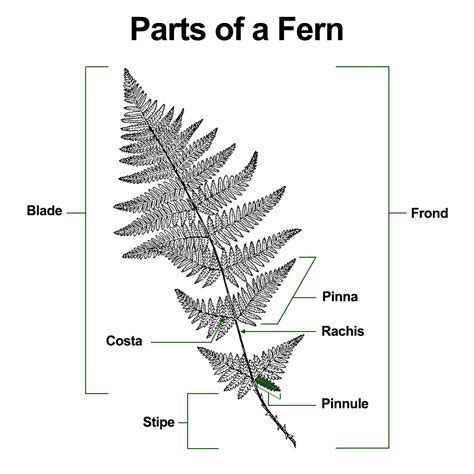 Parts Of A Fern Plant