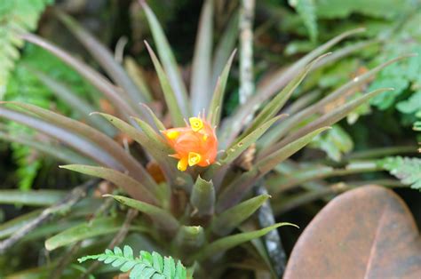 Flowering Bromeliad