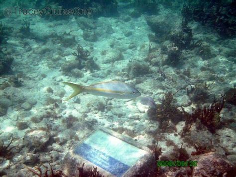 Snorkeling at Trunk Bay | Fish pet, Trunk bay, Snorkeling