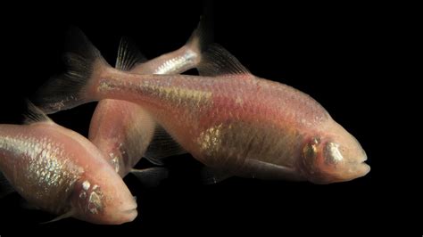 Blind Cave-Dwelling Fish In Mexico Hold Insights Into Diabetes