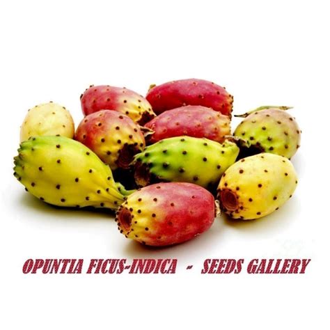 Indian fig Cactus seeds (Opuntia Ficus-Indica) - Price €2.25