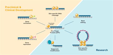 Zinc finger technology - Sangamo