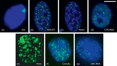 Nuclear-retained regulatory RNAs. (a) RNA-FISH using probe against the ...