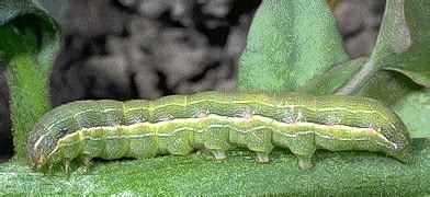 Beet Armyworm | Oklahoma State University