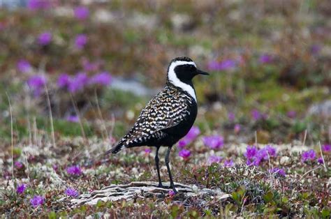 American Golden-Plover - Profile | Fly | Eggs | Migration | Nest - Bird Baron