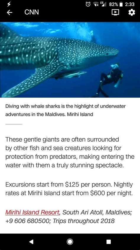 Swim with whale sharks in the Maldives | Swimming with whale sharks, Sea creatures, Whale shark