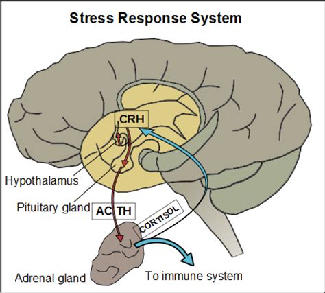 healthy life: The Mind and the Body ②–The relationship between stress and health