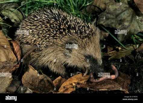 European Hedgehog eating a Common Earthworm Stock Photo: 69972115 - Alamy