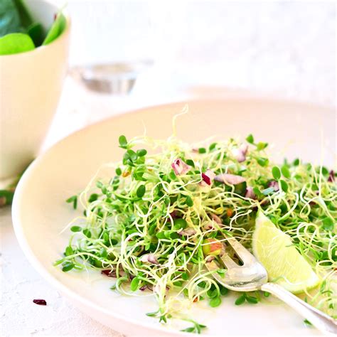 Clover salad with sprouts is an easy salad for your homegrown sprouts.