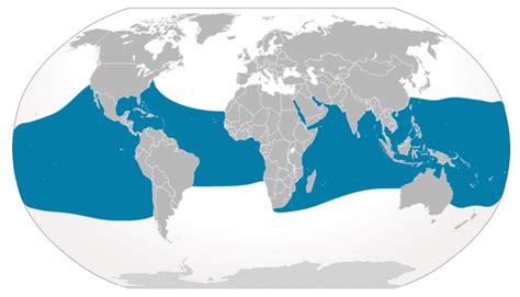 El Tiburón Cariñoso: Conoce Dónde Habita El Tiburón Ballena