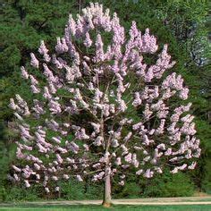 8 Fast Growing Trees Zone 5 ideas | fast growing trees, tree, growing tree