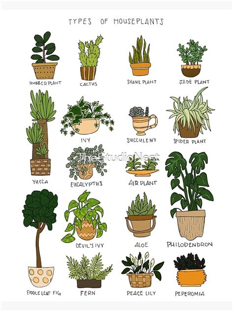 Types Of Houseplants Premium Matte Vertical Poster Designed & Sold By James Glusing