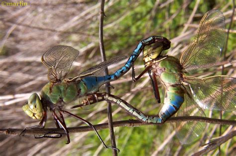 Green Darner Dragonfly - North American Insects & Spiders