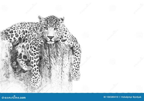 Leopard. Sketch with Pencil Stock Illustration - Illustration of ...