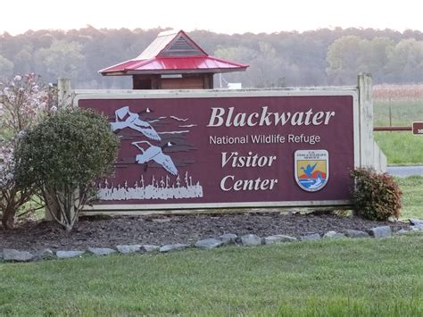 Visiting Blackwater National Wildlife Refuge | Our WabiSabi Life