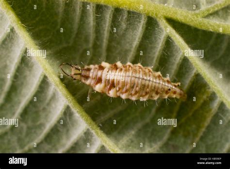 Chrysopidae, neuropterans, Green lacewing larva, Most species of ...