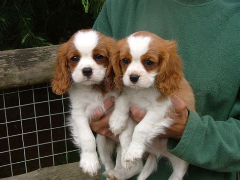 Cavalier King Charles Spaniel Puppies For Sale | Columbia, SC #150708