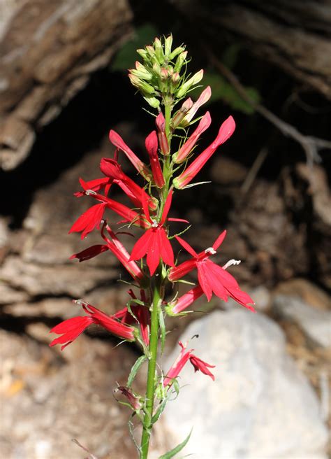 CARDINAL FLOWER (Lobelia cardinalis) (9-1-10) french joe c… | Flickr